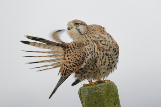 Обои картинки фото животные, птицы - хищники, птица