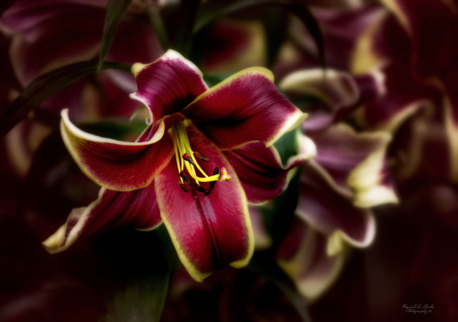 Обои картинки фото цветы, лилии,  лилейники, лилия