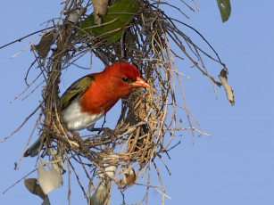 Картинка животные птицы
