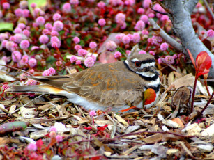 Картинка животные птицы