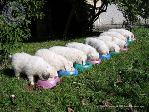 Картинка животные собаки