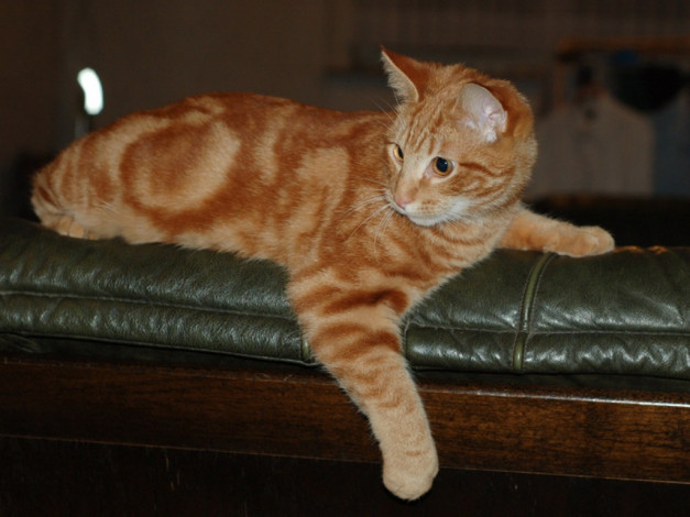 Обои картинки фото животные, коты