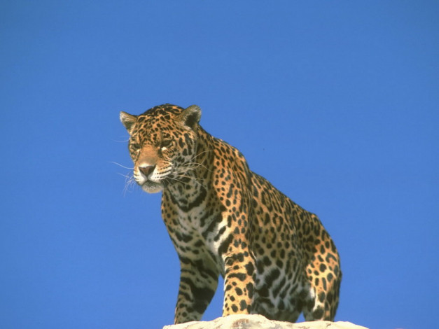 Обои картинки фото животные, Ягуары