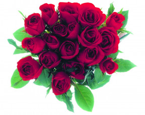 Картинка цветы розы