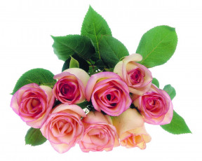 Картинка цветы розы