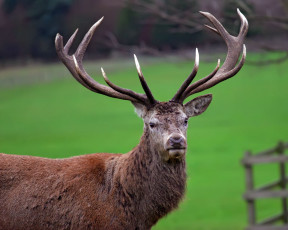 Картинка животные олени