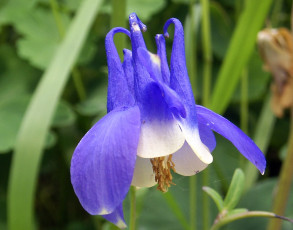 Картинка цветы аквилегия водосбор