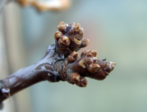 Картинка природа