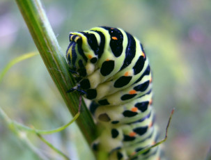 Картинка животные гусеницы