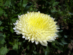 Картинка цветы астры