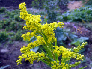 Картинка цветы