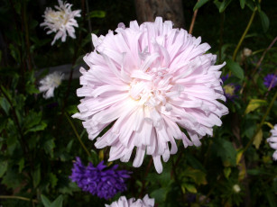 Картинка цветы астры