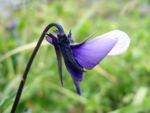 Картинка цветы фиалки