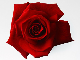 Картинка цветы розы