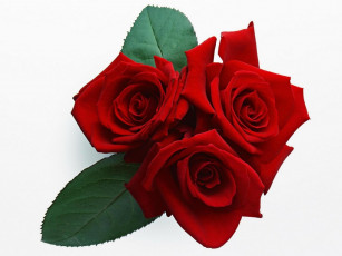 Картинка цветы розы