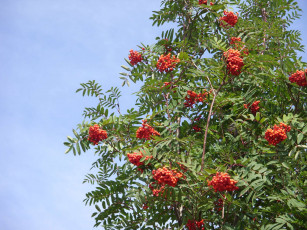 Картинка природа