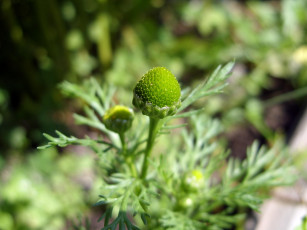 Картинка природа