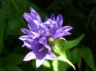 Картинка цветы горечавки