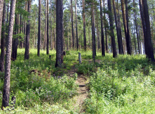 Картинка природа