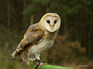 Картинка животные совы