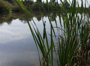 Картинка природа