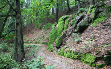 Картинка природа