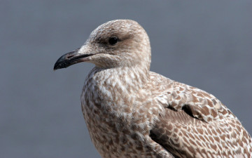 Картинка животные Чайки бакланы крачки