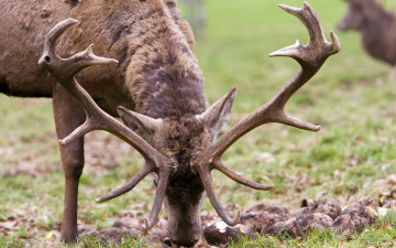 Картинка животные олени