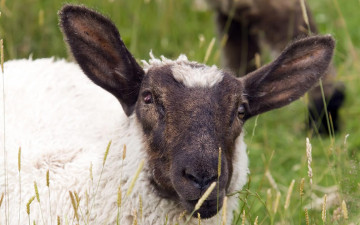 Картинка животные овцы бараны