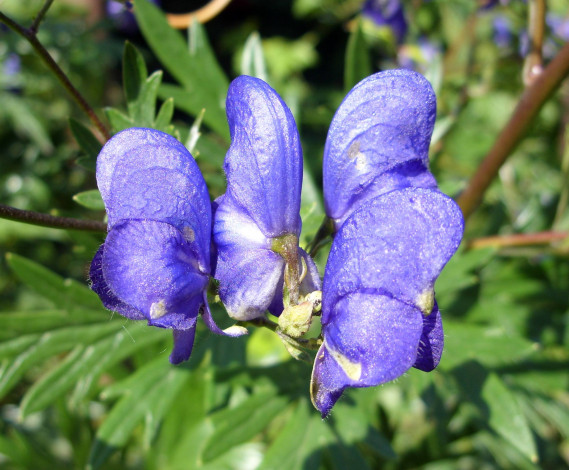 Обои картинки фото цветы, луговые, полевые