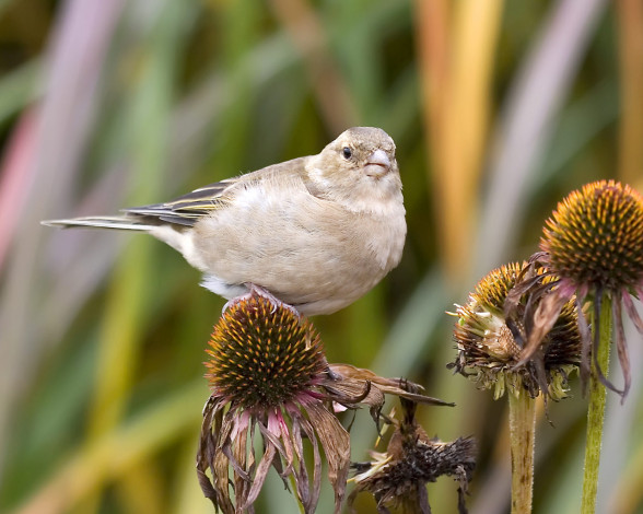 Обои картинки фото животные, воробьи