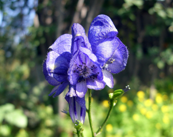 Обои картинки фото цветы, луговые, полевые