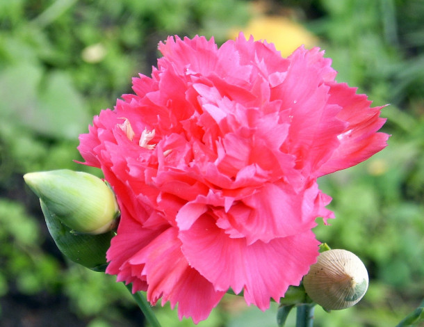 Обои картинки фото цветы, гвоздики