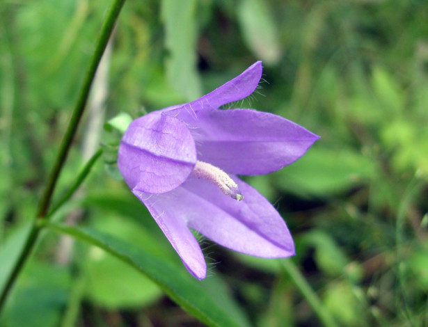 Обои картинки фото цветы, колокольчики