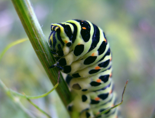Обои картинки фото животные, гусеницы