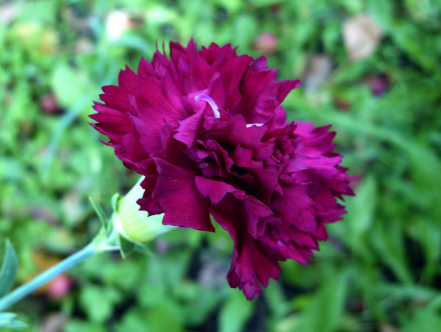 Обои картинки фото цветы, гвоздики