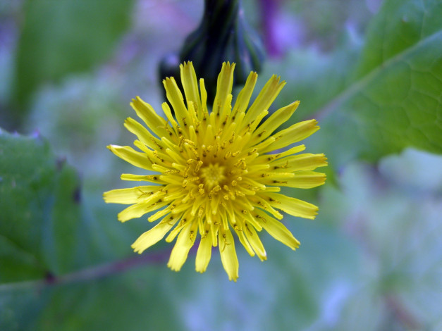 Обои картинки фото цветы