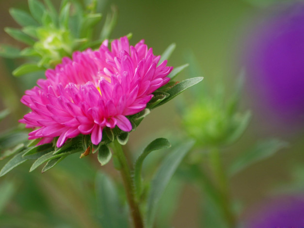 Обои картинки фото цветы, астры