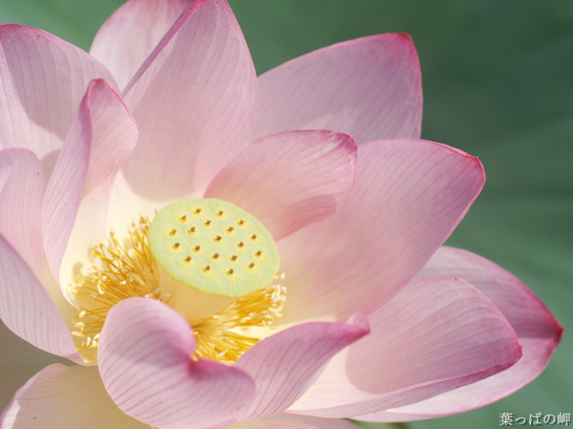 Обои картинки фото цветы, лотосы