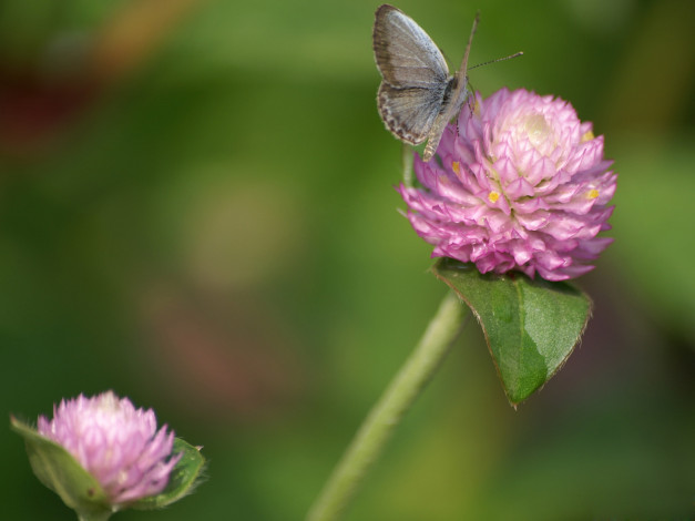 Обои картинки фото цветы, луговые, полевые