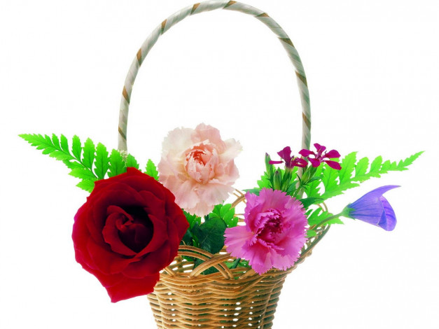 Обои картинки фото цветы, разные, вместе