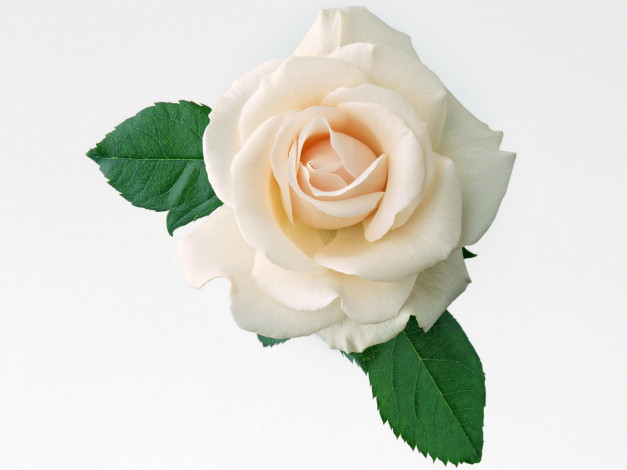 Обои картинки фото цветы, розы