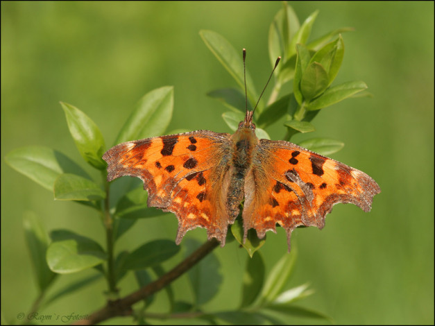 Обои картинки фото животные, бабочки