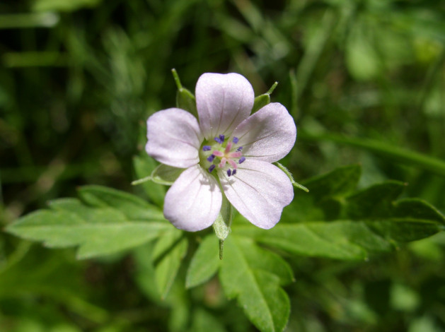 Обои картинки фото цветы, луговые, полевые