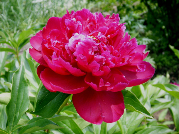 Обои картинки фото цветы, пионы