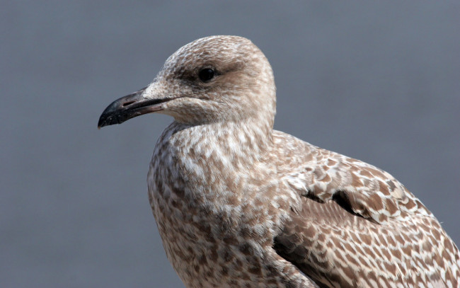 Обои картинки фото животные, Чайки, бакланы, крачки