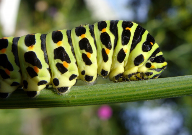 Обои картинки фото животные, гусеницы