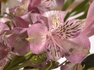 Картинка цветы альстромерия