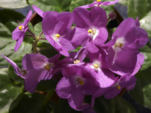 Картинка цветы фиалки