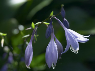 Картинка цветы хоста